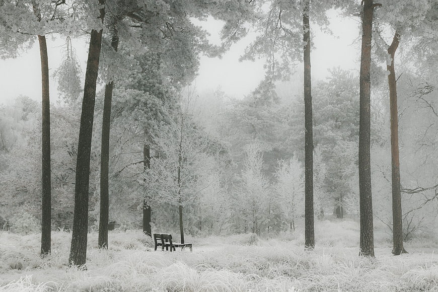 Infrared Forest with Snowy Trees and Wooden Bench