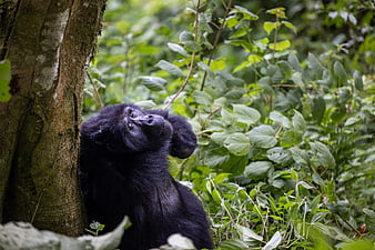 Mountain gorilla resting against a tree in lush jungle