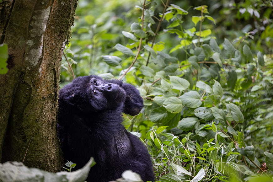 Mountain gorilla resting against a tree in lush jungle