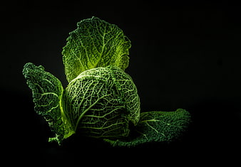 Savoy Cabbage on Black Background