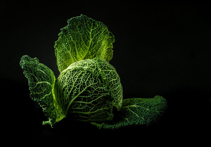 Savoy Cabbage on Black Background