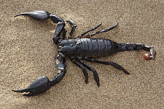 Black Scorpion on Sand
