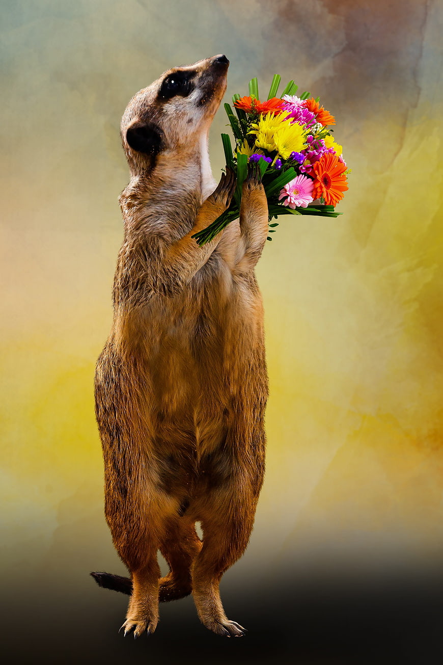 Meerkat Holding Colorful Bouquet of Flowers