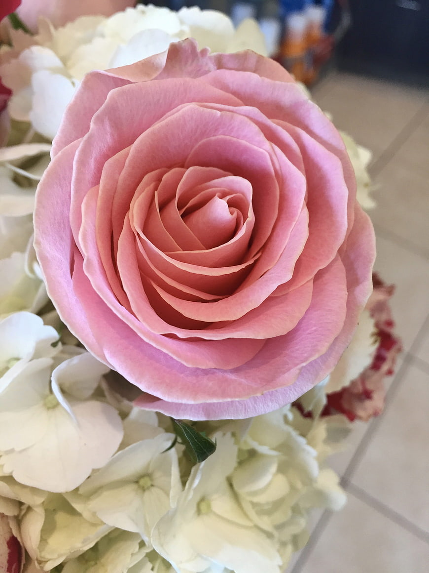 Close-up of a pink rose in a floral bouquet