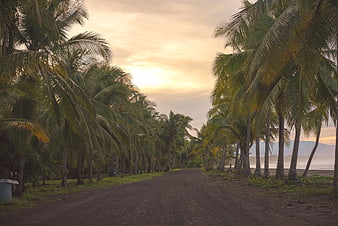 Tropical Palm Tree Road Leading to Ocean Sunset