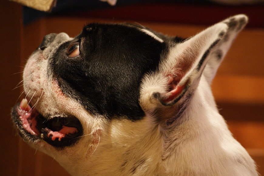 Close-up of a black and white French Bulldog looking up