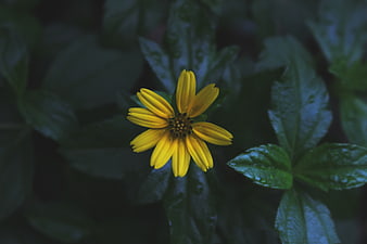 Yellow Wildflower Close-Up on Dark Green Leaves