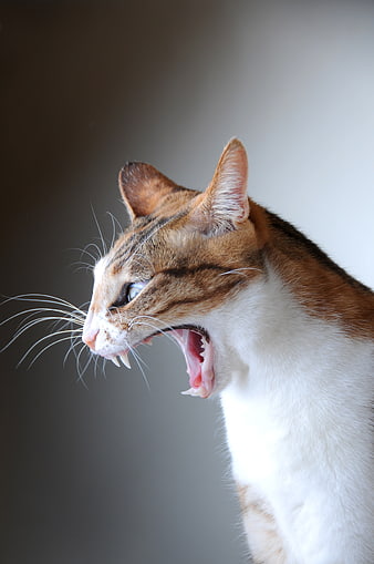 Close-up of a Tabby Cat Yawning with Teeth Bared
