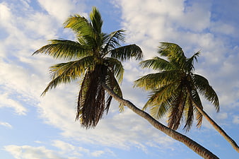 Two leaning palm trees against a blue sky with clouds