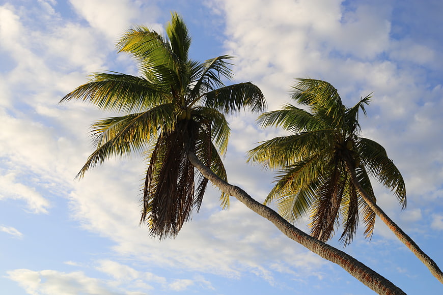 Two leaning palm trees against a blue sky with clouds