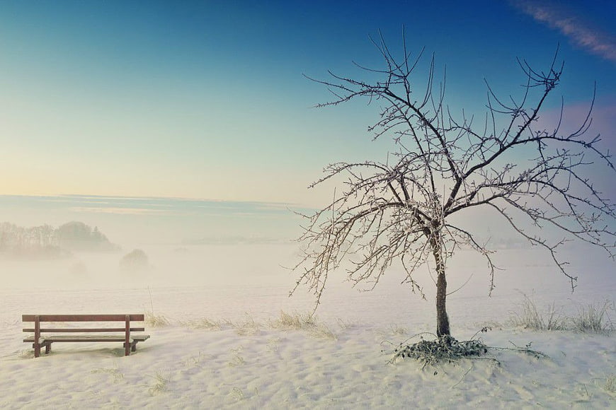 Solitary Park Bench and Bare Tree in Misty Winter Landscape