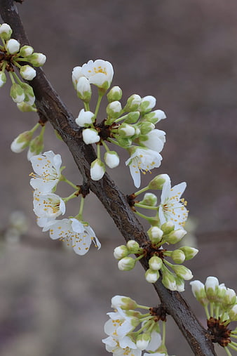 White Cherry Blossoms on Branch in Spring