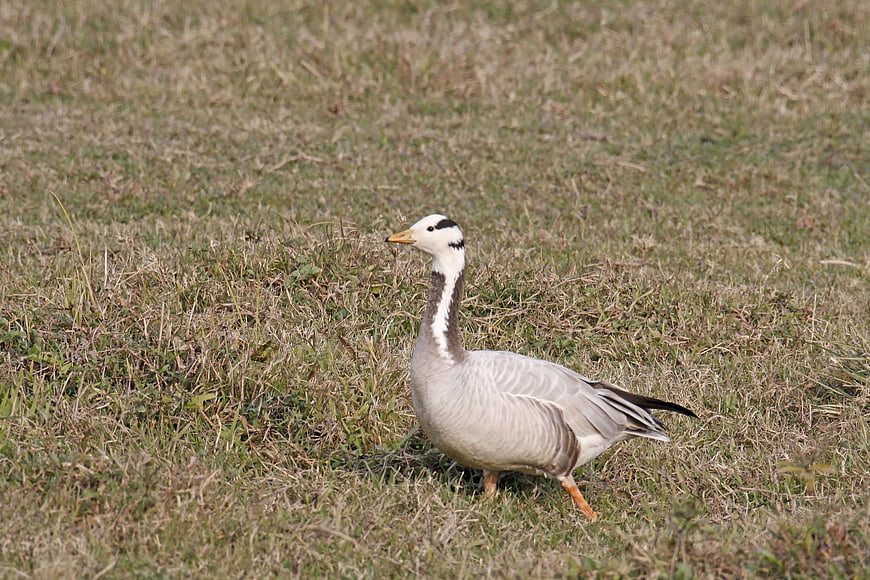 Bar-headed Goose Standing in Grassy Field