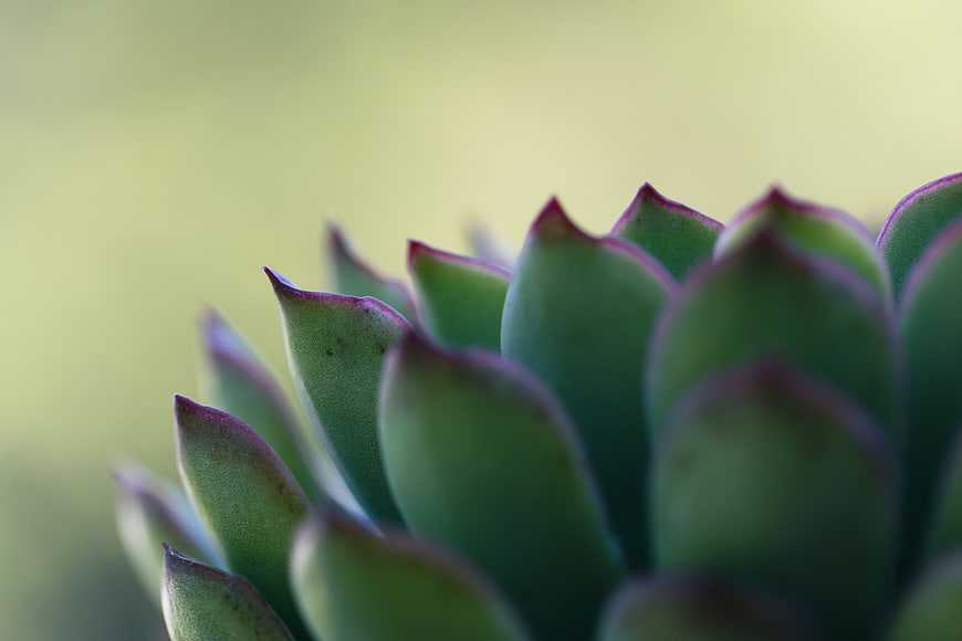 Close-up of green succulent with purple edges