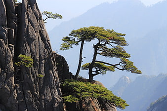 Resilient Pine Trees Growing on Rugged Granite Cliffs in Misty Mountains