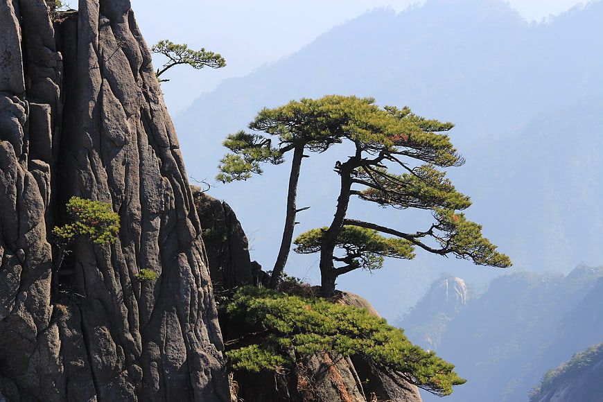 Resilient Pine Trees Growing on Rugged Granite Cliffs in Misty Mountains