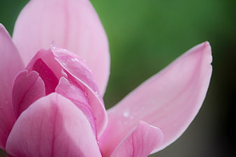 Close-up of pink magnolia flower with water droplets
