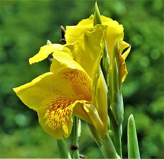 Close-up of Yellow Canna Lily with Red Spots