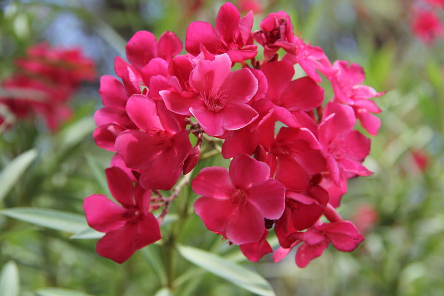 Vibrant Pink Oleander Flowers in Natural Garden Setting