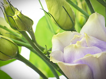 Close-up of delicate purple and white lisianthus flower with buds