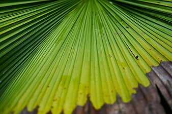 Close-up of vibrant green palm leaf texture with natural veins