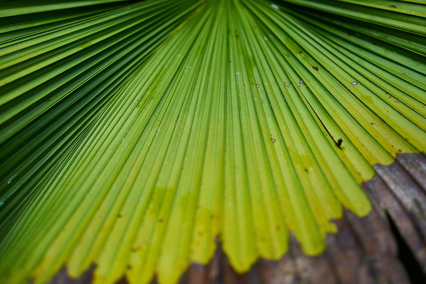 Close-up of vibrant green palm leaf texture with natural veins
