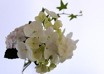 Close-up of white hydrangea flowers against a bright sky