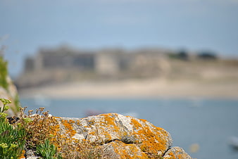 Close-up of orange lichen on coastal rock with blurred sea background