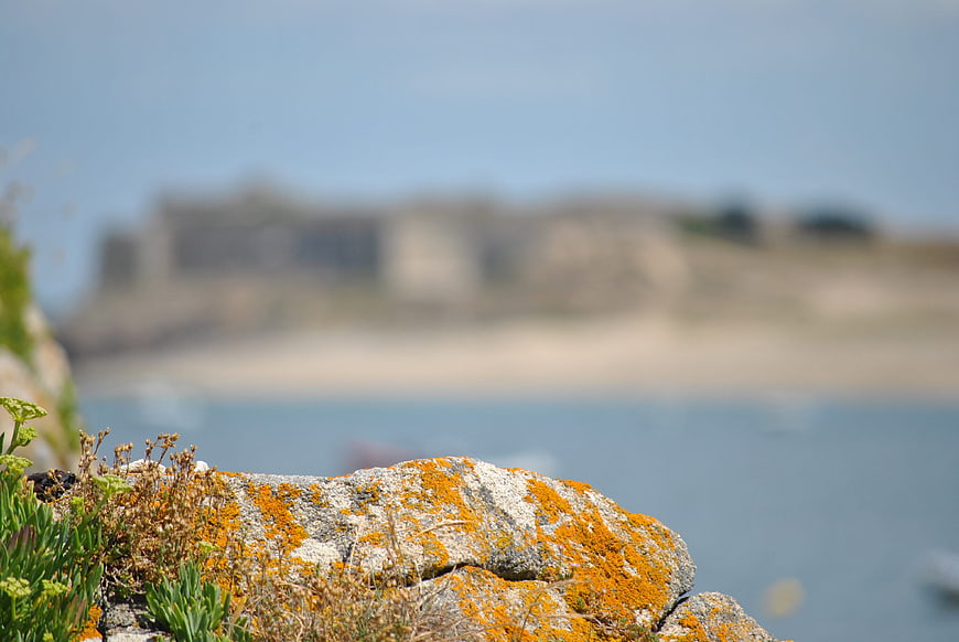 Close-up of orange lichen on coastal rock with blurred sea background