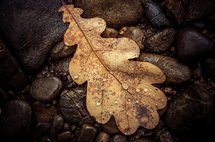 Dried Oak Leaf with Water Droplets on Wet Rocks