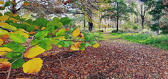 Autumn forest path with colorful leaves and fallen foliage