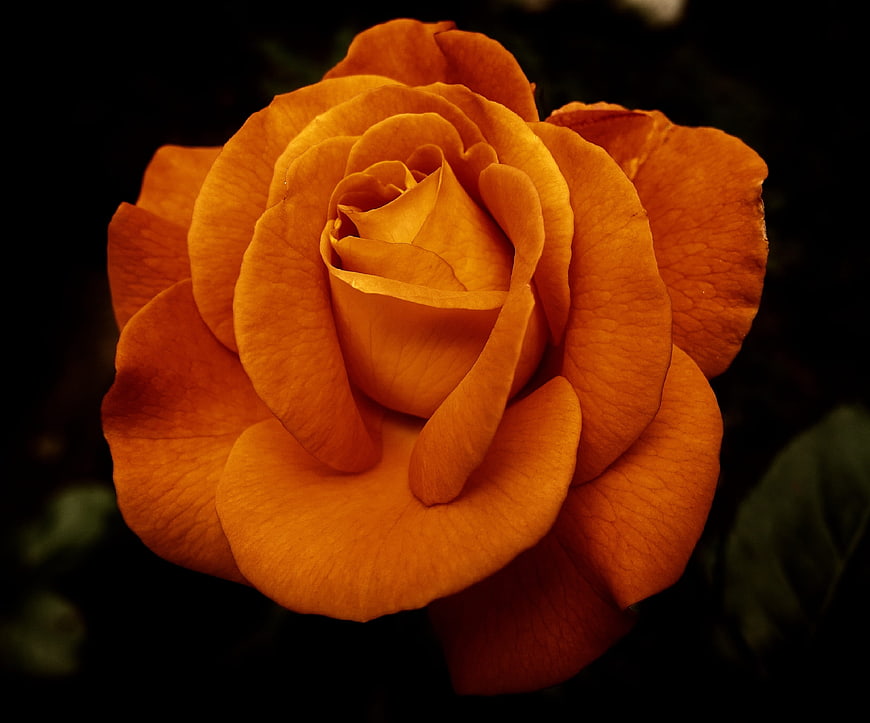 Close-up of a vibrant orange rose against a dark background