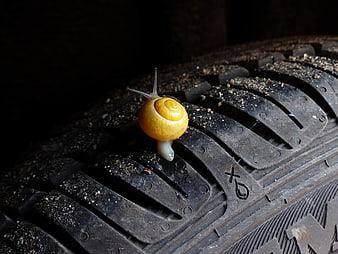 Yellow Snail Crawling on Textured Black Car Tire Tread
