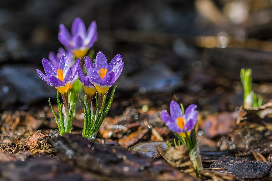 Purple Crocus Flowers with Water Droplets in Spring