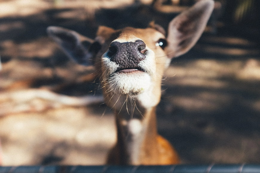 Close-up of a deer looking up with a curious expression
