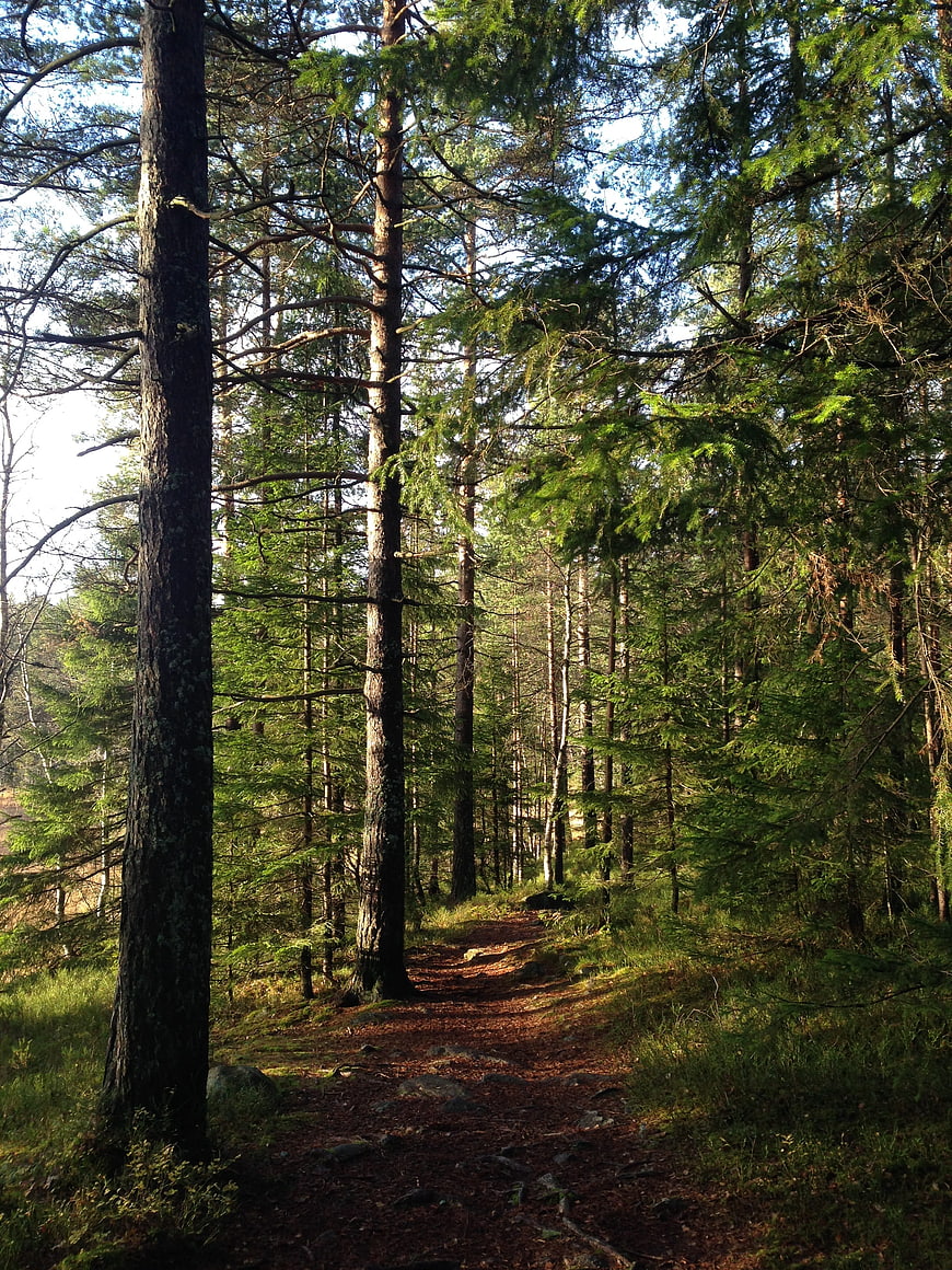 Sunlit forest path winding through tall pine trees