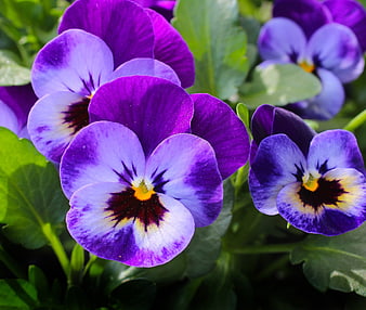Vibrant Purple Pansies in a Garden