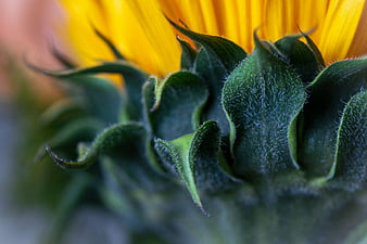 Macro Close-Up of Sunflower Base and Green Sepals