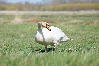White Swan Standing in Green Grass Field