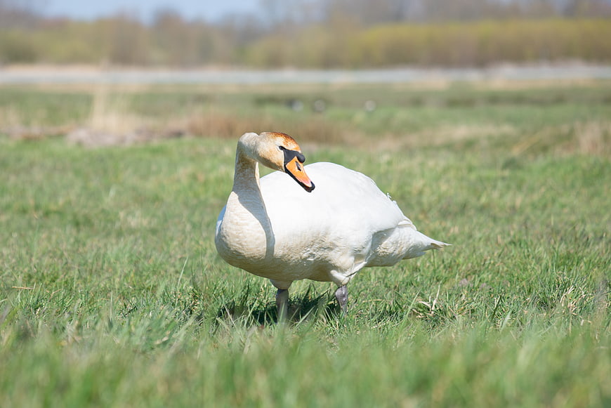 White Swan Standing in Green Grass Field
