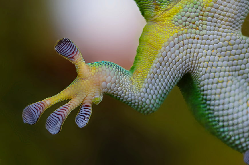 Macro Close-Up of Green Gecko Foot with Adhesive Toes