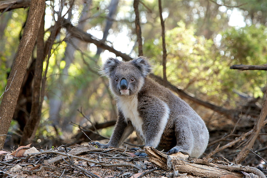 Cute Koala Bear Sitting on Log in Australian Forest
