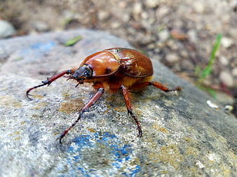 Close-up of a brown beetle on a textured rock