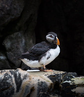 Close-up of a Tufted Puffin Perched on a Rocky Outcrop