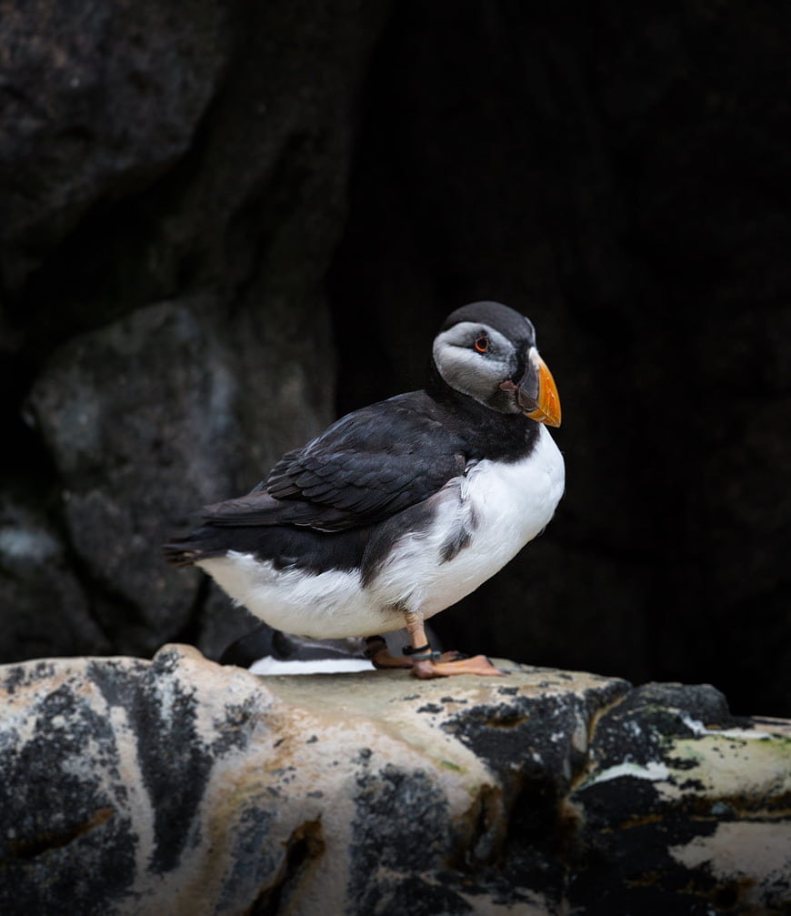 Close-up of a Tufted Puffin Perched on a Rocky Outcrop