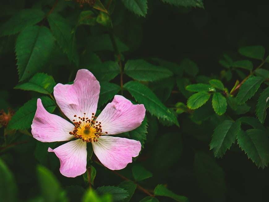 Pink Wild Rose Flower Close-Up on Green Leaves