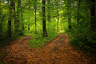 Forked Forest Path Surrounded By Lush Green Spring Foliage