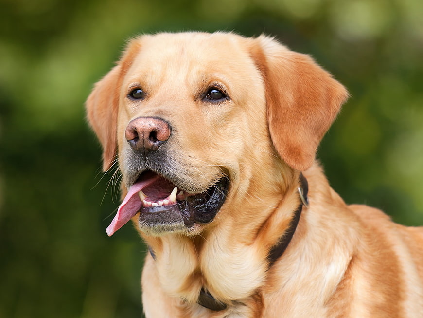 Happy Golden Labrador Retriever Portrait with Tongue Out