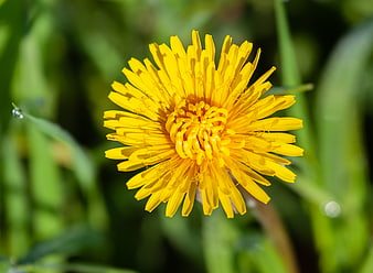 Close-up of a bright yellow dandelion flower in green grass