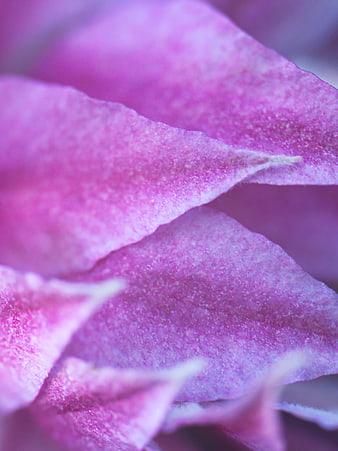 Macro Close-Up of Textured Purple Flower Petals